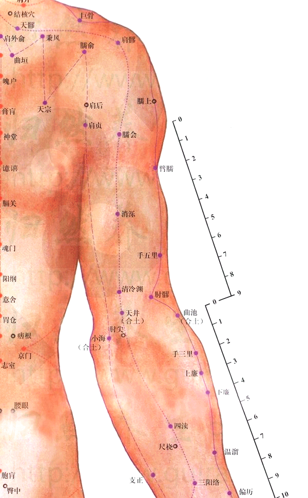 穴位图