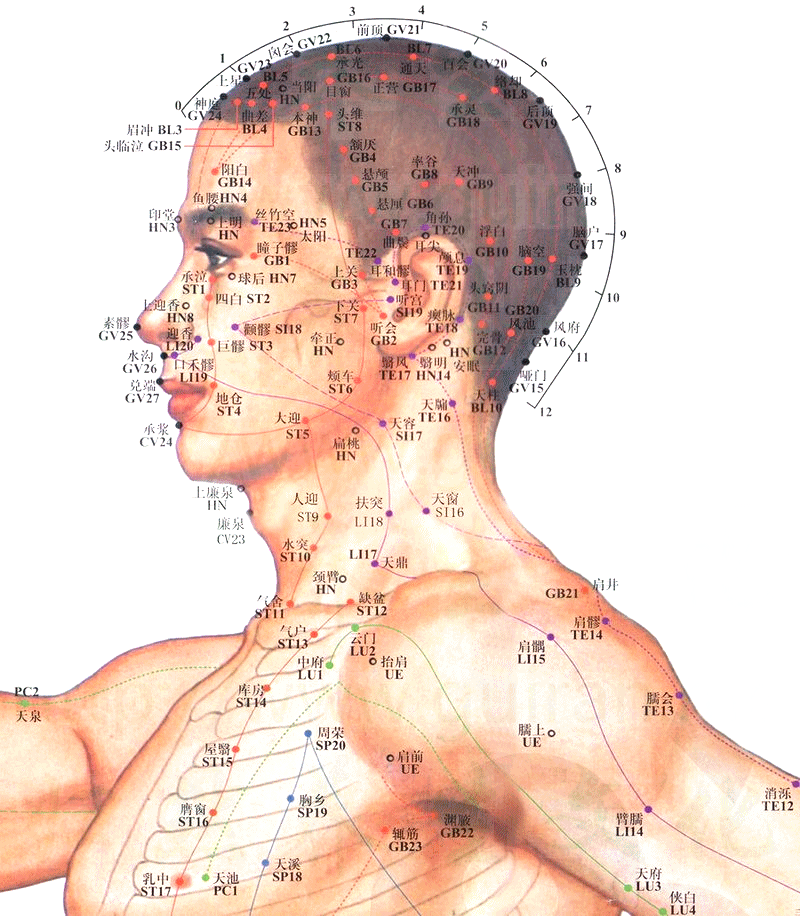穴位图