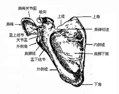 肩胛骨(前面)
