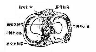 膝关节半月板(上面)