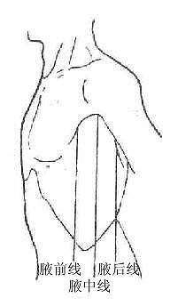 胸部标志线(左侧面)