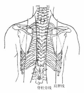 胸部标志线(后面)
