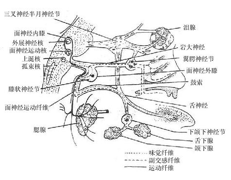 面神经运动、味觉及副交感纤维(示意图)
