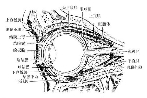 眼眶(矢状断面)