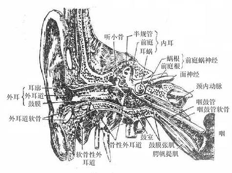 外、中、内耳全貌