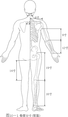 骨度分寸法-
背面
